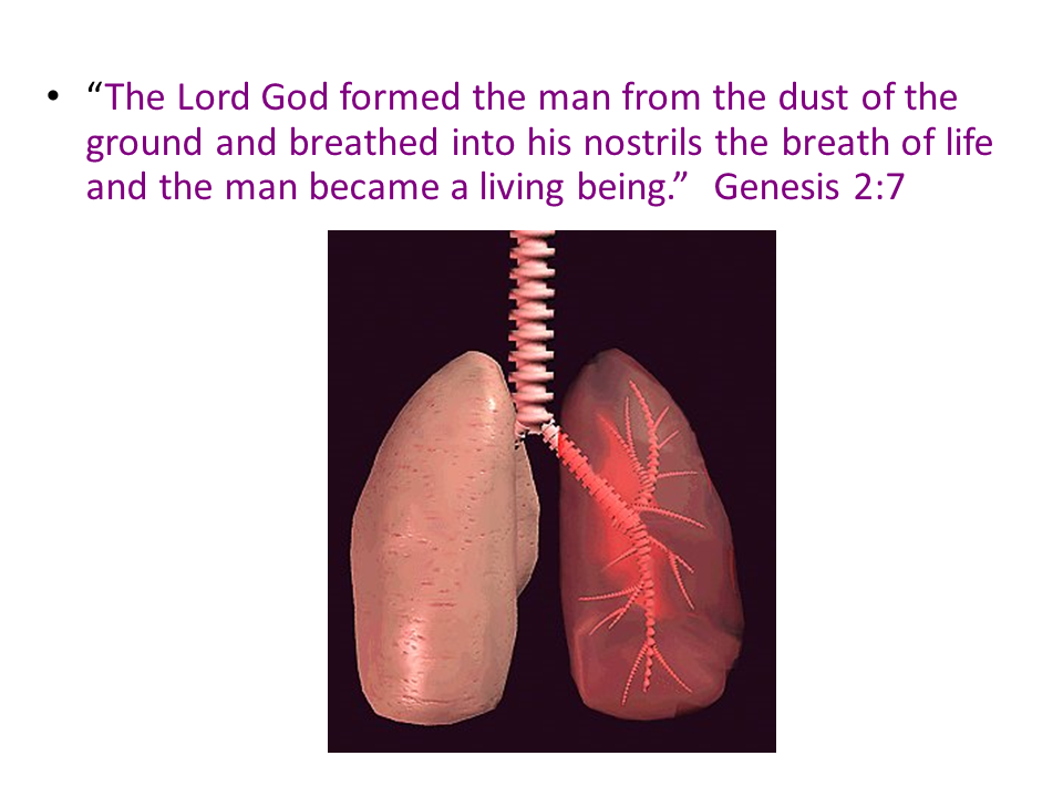 Assessment of the thorax and the lungs