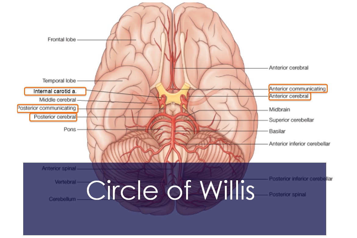 The Circle Of Willis (Circulus Arteriosus) Anatomy