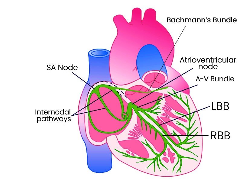 The conduction system of the heart physiology