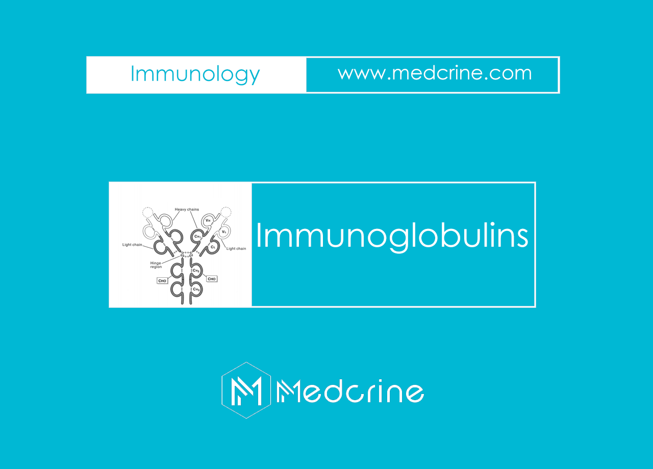 Immunoglobulins (Antibodies): Classes, Functions and Levels